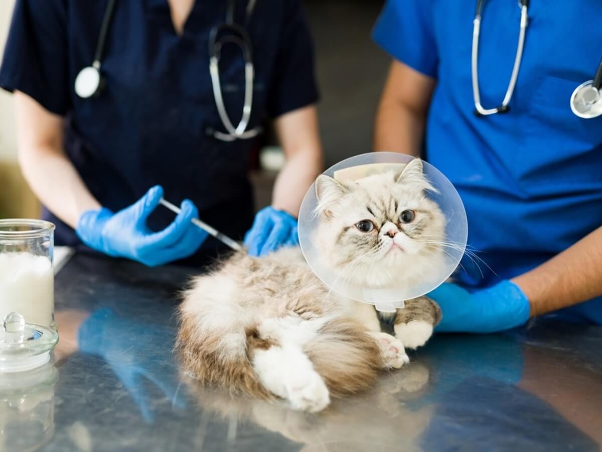 veterinarian holding cat and puppy dog