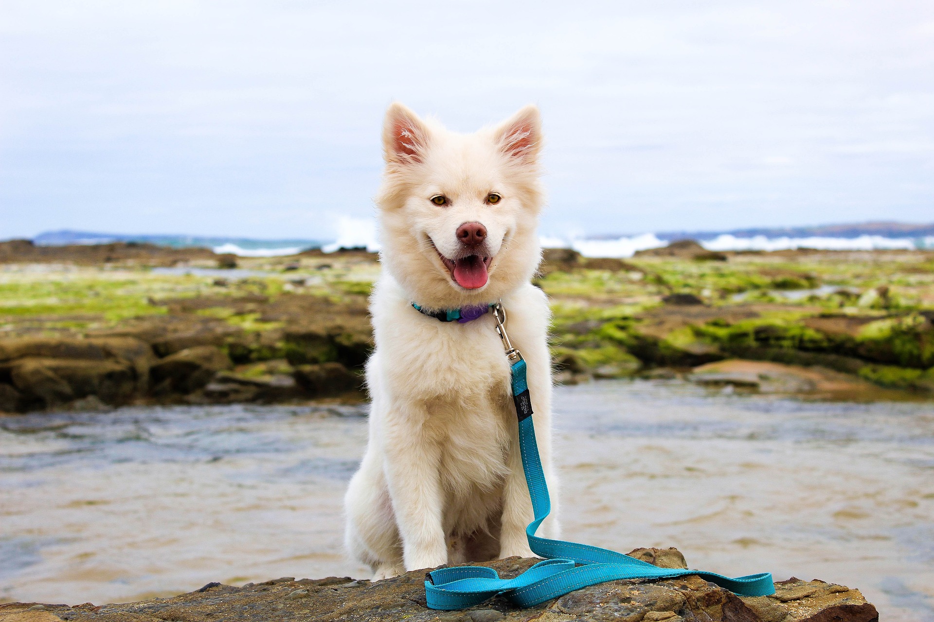 dog-puppy-beach-water