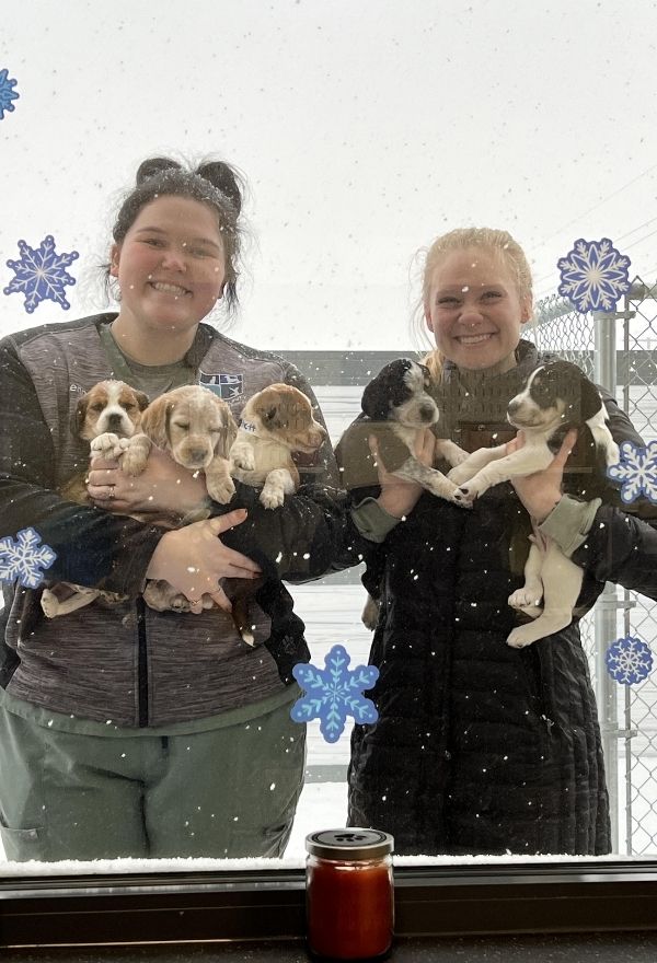 Vet staff holding puppies