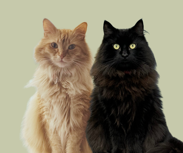 Four County Veterinary Hospital team